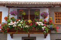 小户型家装样板间，如何打造漂亮的家庭花房？